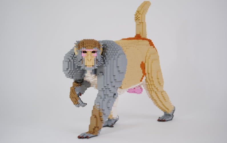 Felix Jaensch - Macaco